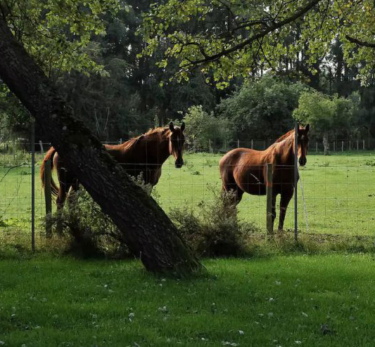 La Métairie Cysoing — Pension de chevaux