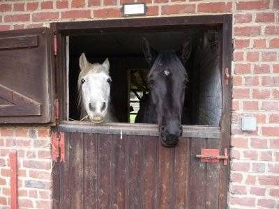 Pension de chevaux La Métairie Cysoing
