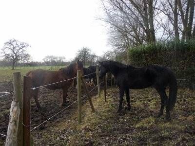 Pension de chevaux La Métairie Cysoing