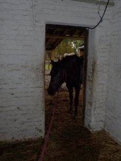Pension de chevaux La Métairie Cysoing