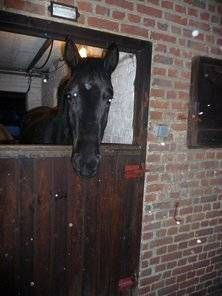 Pension de chevaux La Métairie Cysoing