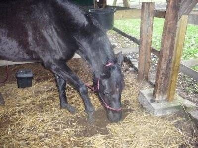 Pension de chevaux La Métairie